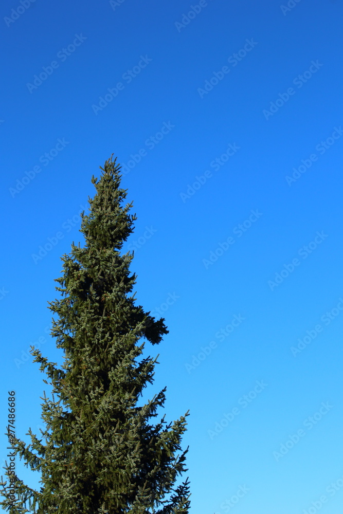 blue spruce (Picea pungens) against the blue sky with copy space blue spruce (Picea pungens) against the blue sky with copy space