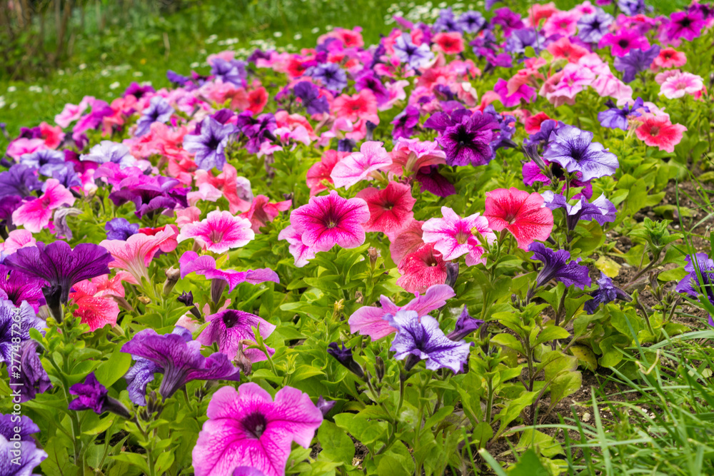 colorful petunia flowers bed, mixed colors