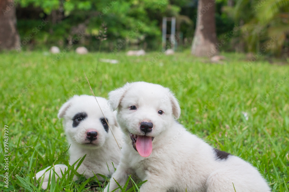 Thai bangkaew dog 2 cute white puppies playing in the park and look at camera sitting in grass. Thai bangkaew dog 2 cute white puppies playing in the park and look at camera sitting in grass.