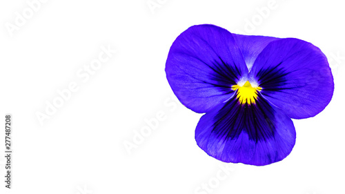 beautifull purple violet pansy flower isolated on white background