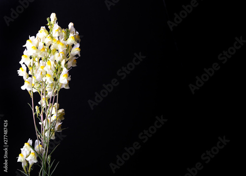 Summer wildflowers on a dark background. Selective focus. Shallow depth of field © strannik_fox