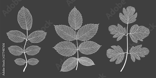 Set  leaves. Vector illustration.