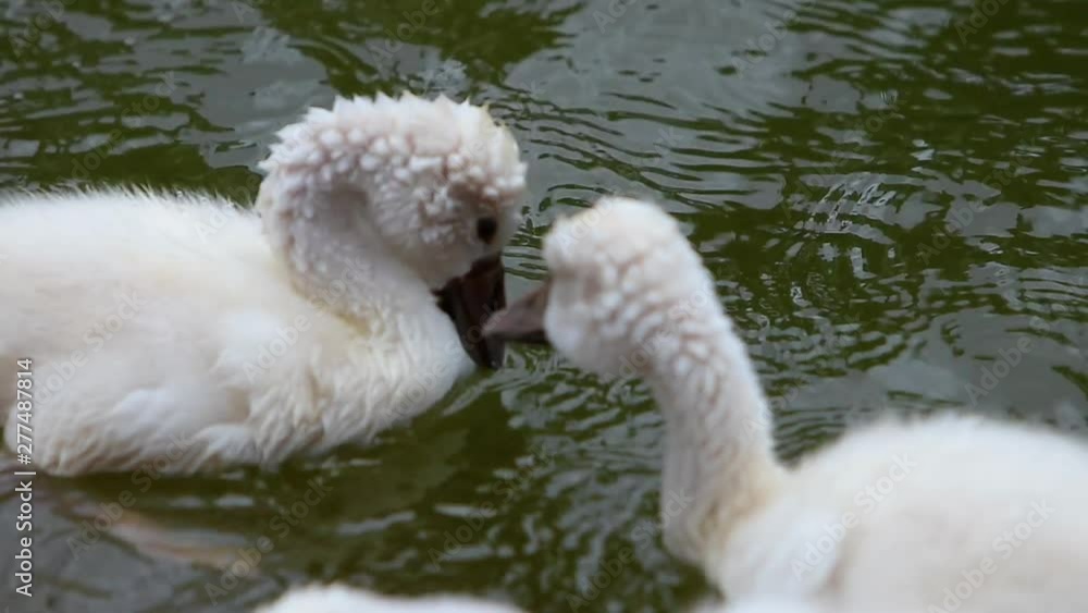 Cygninae one and a half year old young Swan cygnets swimming in a natural green lake bevy wedge male and female siblings sacred greek tradition Cygninae one and a half year old young Swan cygnets swimming in a natural green lake bevy wedge male and female siblings sacred greek tradition