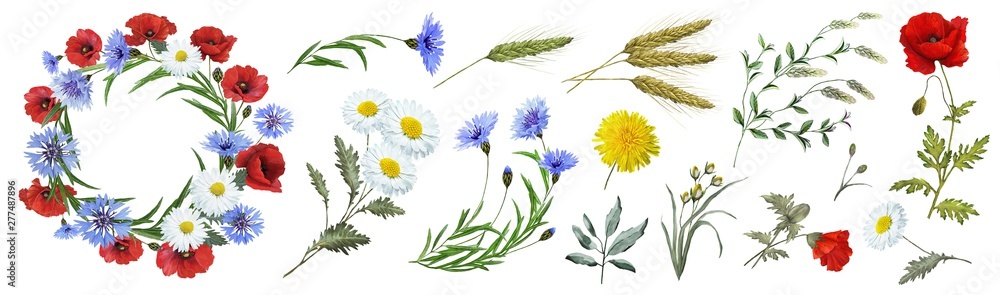 Botanical collection of wild flowers: blue cornflowers, dandelions, red poppies, spikelets, flowers, white daisies, leaves, twigs, buds. Flower frame, wreath. Watercolor.