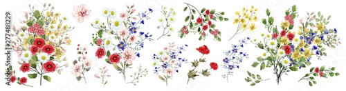 Field flowers.  Watercolor illustration. Botanical collection of wild and garden plants. Set: various wildflowers, pink, blue, yellow, leaves, bouquets, branches, herbs and other natural elements.