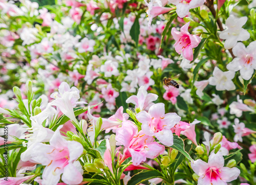 Pale pink flowers of Weigela Florida Variegata. Floral background