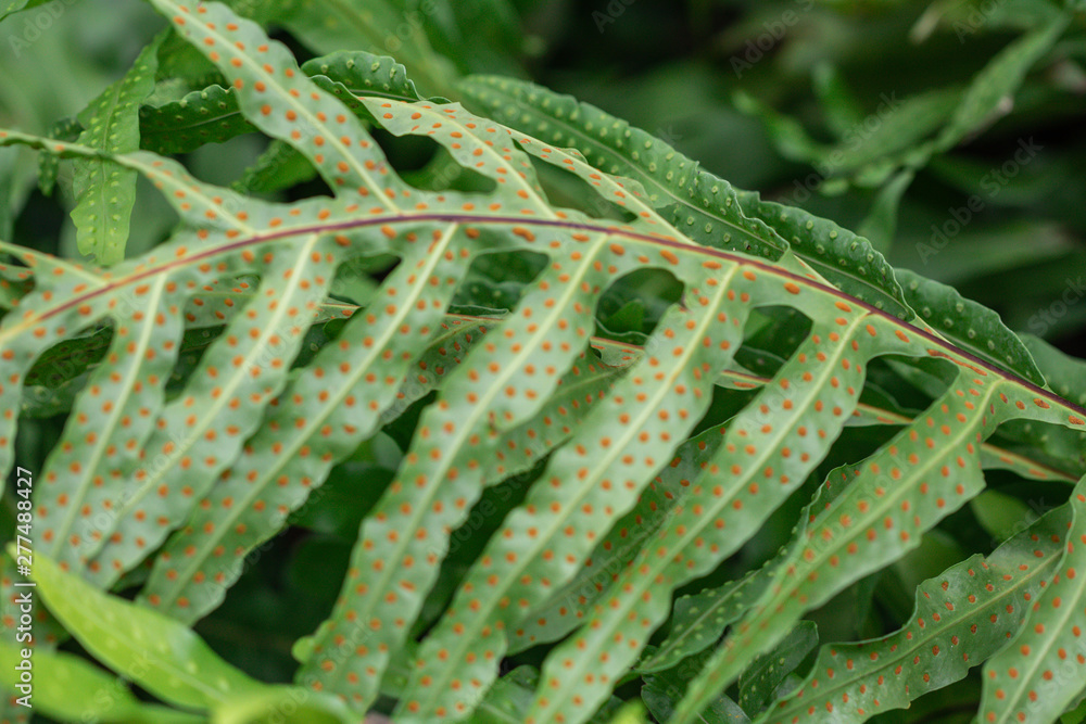 Close up of Phymatosorus scolopendria fern background.commonly call monarch fern,musk fern,maile-scented fern,breadfruit fern.