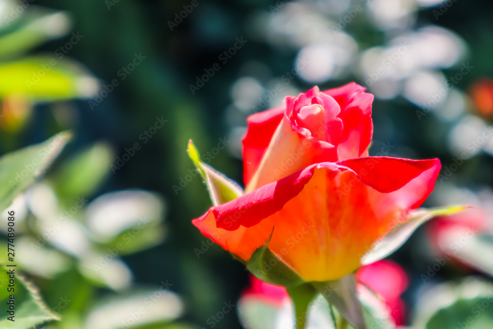 Beautiful red rose in the garden. Perfect for greeting card Beautiful red rose in the garden. Perfect for greeting card