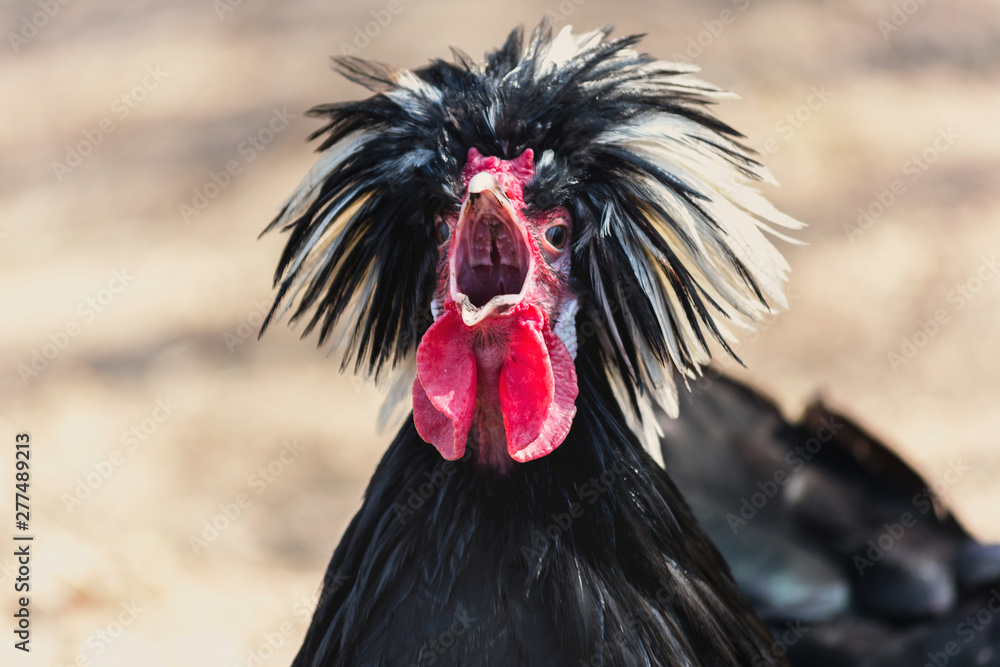 custom made wallpaper toronto digitalPolish chicken rooster crows loudly