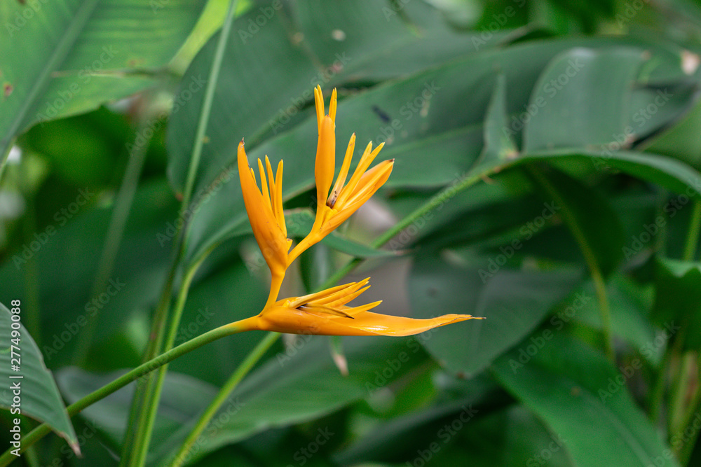 Heliconia is a genus of flowering plants in the family Heliconiaceae. Common names for the genus include lobster-claws, toucan peak, wild plantains or false bird-of-paradise. Heliconia is a genus of flowering plants in the family Heliconiaceae. Common names for the genus include lobster-claws, toucan peak, wild plantains or false bird-of-paradise.
