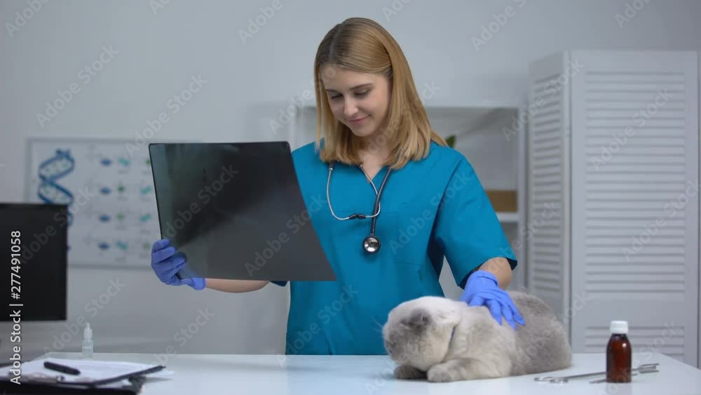 Happy vet looking at x-ray, stroking cat, rejoicing successful surgery, recovery Happy vet looking at x-ray, stroking cat, rejoicing successful surgery, recovery