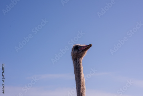 Portait of ostrich head in sky