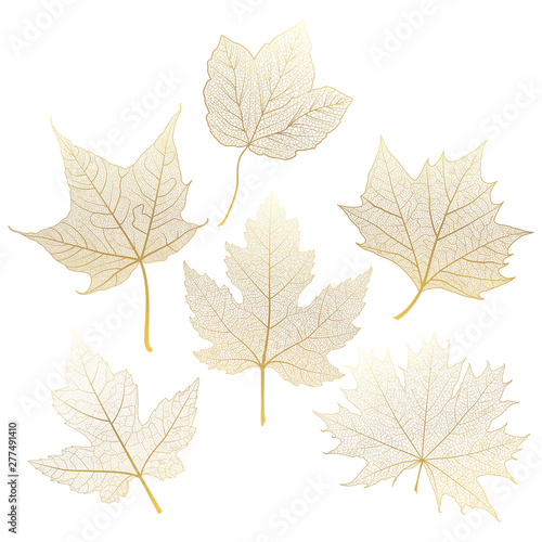 Set gold autumn leaves maple on white. Vector illustration. 