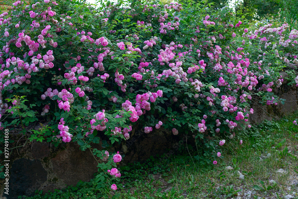 beautiful large rose bush blooming