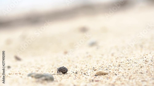 恩納村のヤドカリ