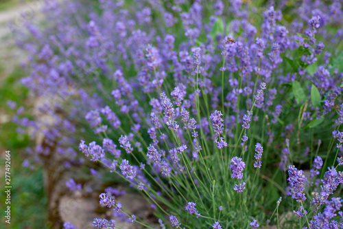 lavender bush growing on a stone wall