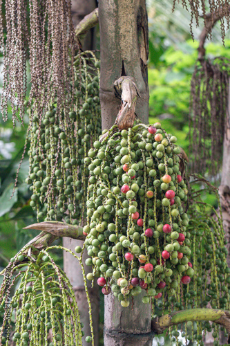 Close up Caryota urens palm in the garden.common names including the Solitary Fishtail palm,toddy palm,Wine palm,Jaggery palm. photo