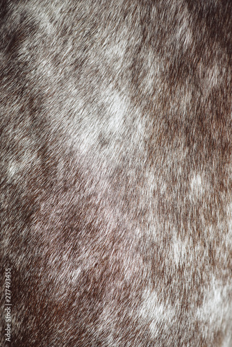 Texture of a horse animal coat