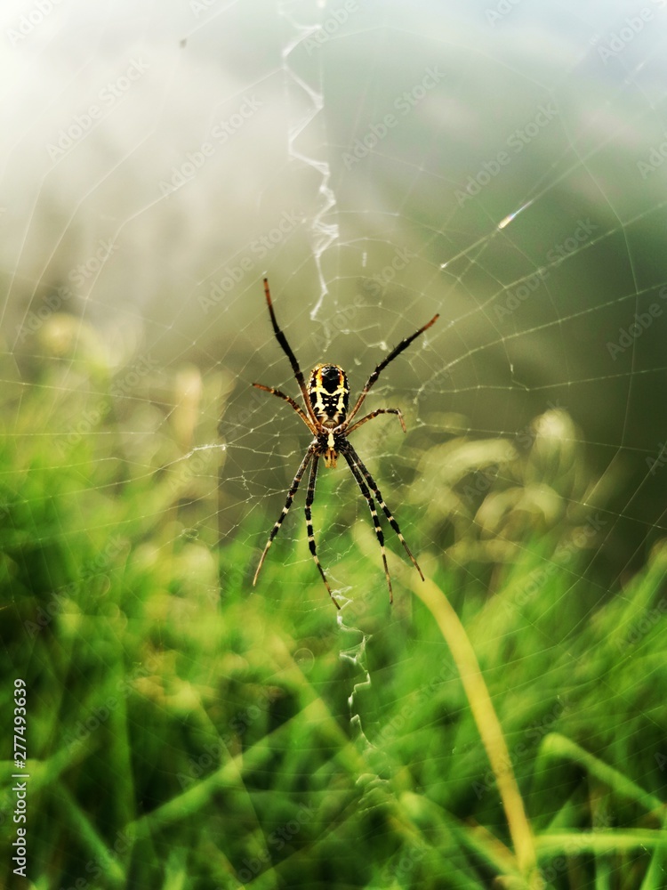 spider on web spider on web