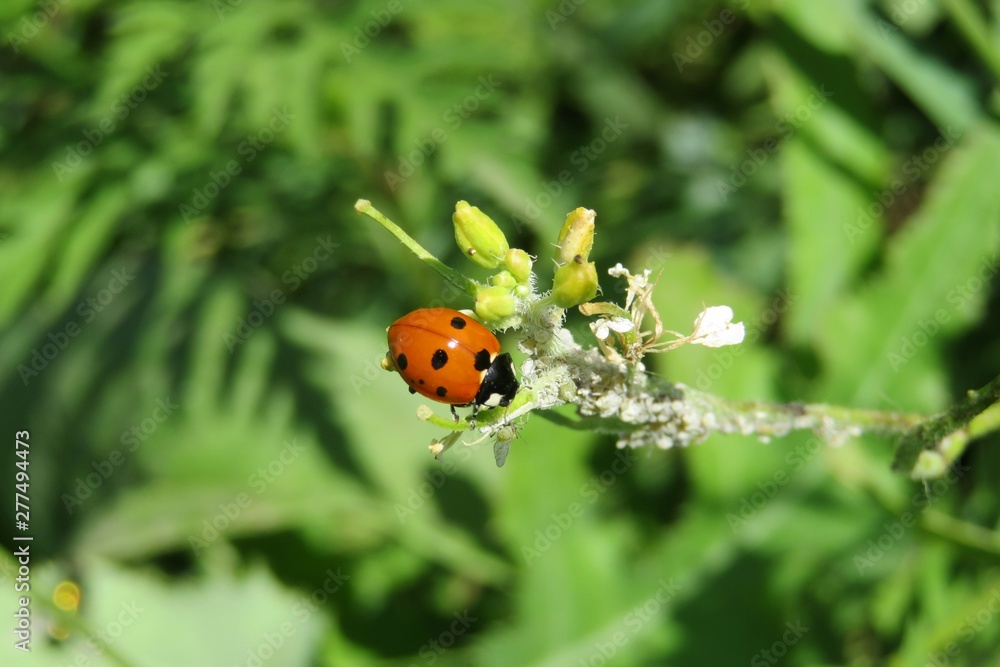 Ladybug on plant branch in the garden on natural green leaves background Ladybug on plant branch in the garden on natural green leaves background