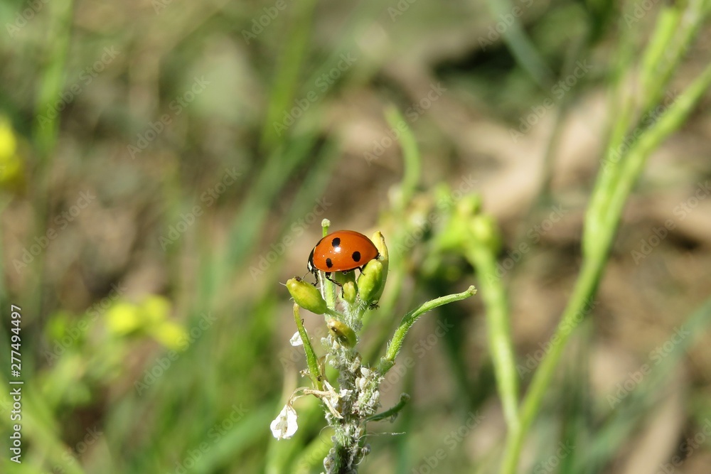 Ladybug on plant in the meadow on natural green background Ladybug on plant in the meadow on natural green background