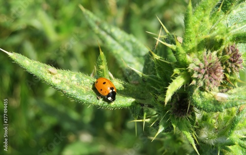 Ladybug on prickly plant