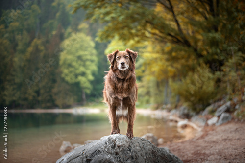 Mixed breed dog is standning on a rock in a beautiful landscape bewteen mountains. Dog at the lake with a foggy mood. © Anne