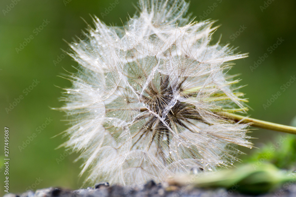 Fototapeta premium Un gran diente de león
