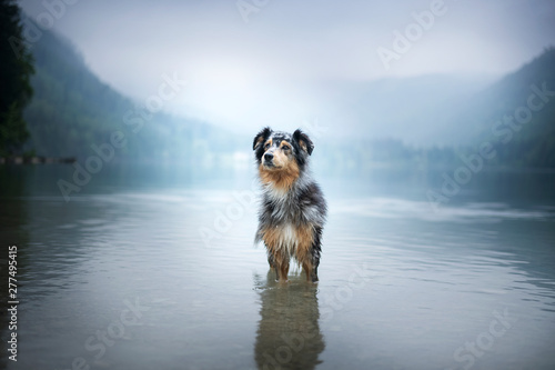 Australian shepherd is standning in a lake in a beautiful landscape bewteen mountains. Dog at the lake with foggy mood. photo