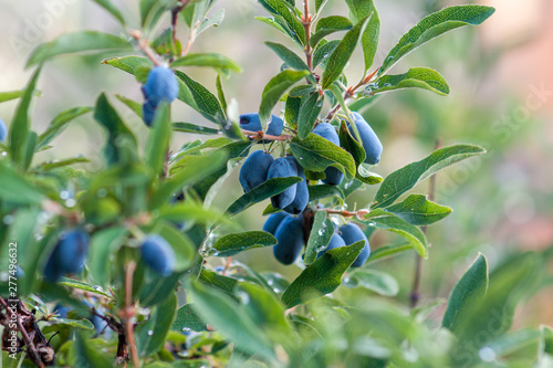 A branch of honeysuckle with ripe blue berries