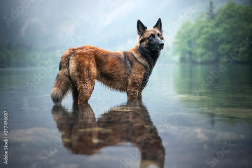 Belgian shepherd is standing in water. Dog in a mountain scenery with foggy mood. Hiking with mans best friend to lake.