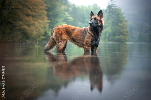 Belgian shepherd is standing in water. Dog in a mountain scenery with foggy mood. Hiking with mans best friend to lake.