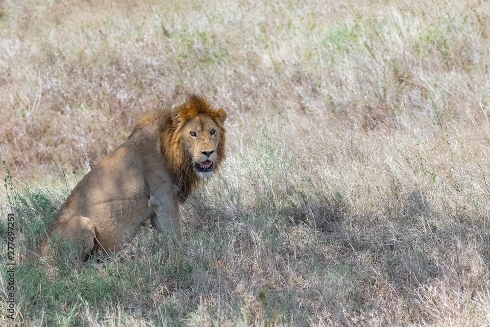 A young lion standing in the savannah, ready for the nap A young lion standing in the savannah, ready for the nap