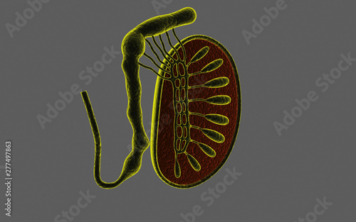 3d rendered cross section of testicles isolated on dark background photo