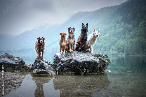 Five dogs are sitting on a rock in beautiful scenery. Friendship between dogs. Obedient dogs of different breeds.