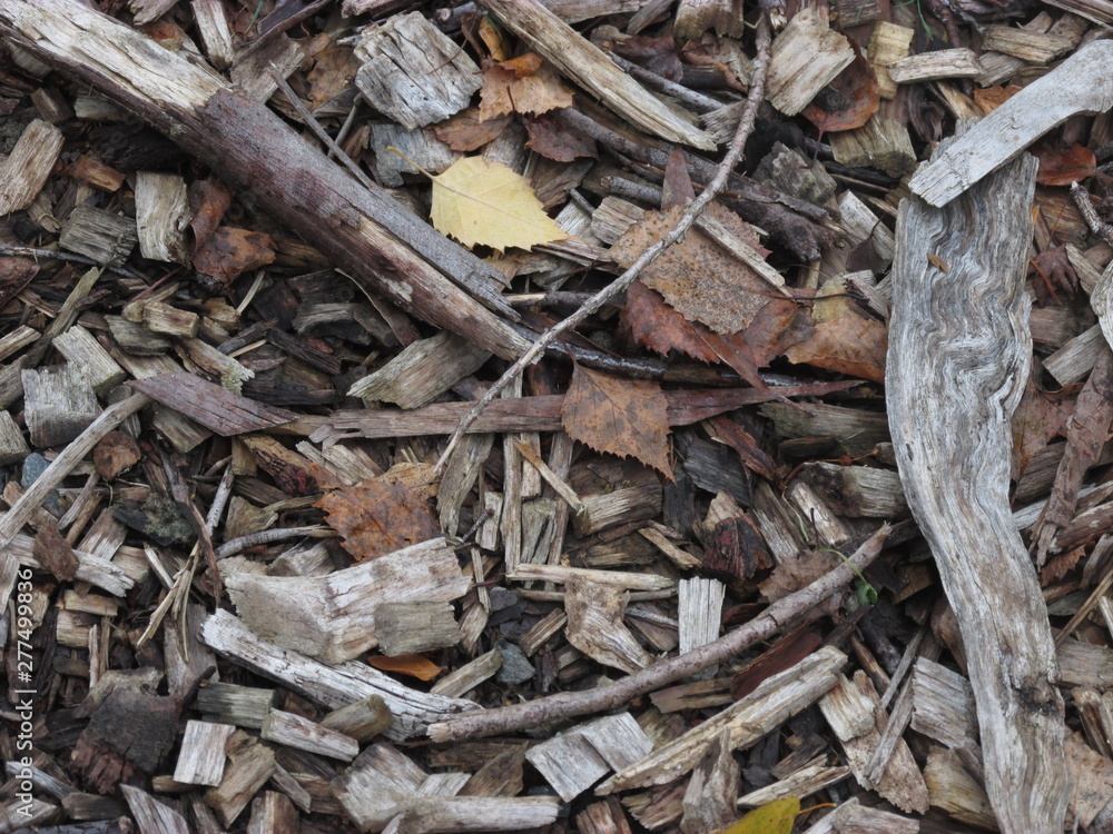 Mulch on the forest floor of Dandenong Botanic Garden, Victoria, Australia Mulch on the forest floor of Dandenong Botanic Garden, Victoria, Australia
