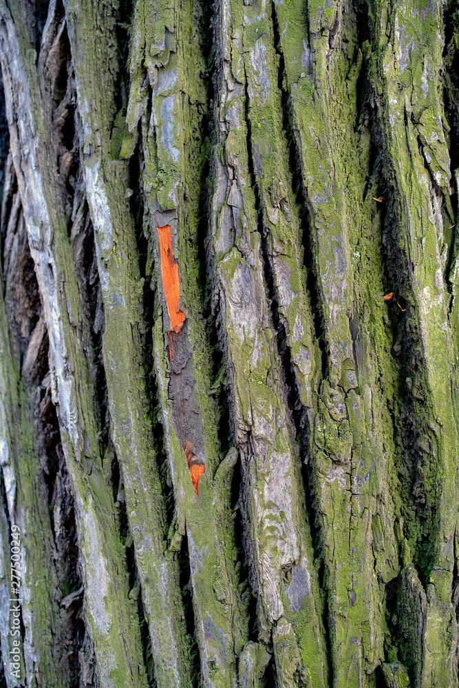 tree bark texture, deep cracks, background close up tree bark texture, deep cracks, background close up
