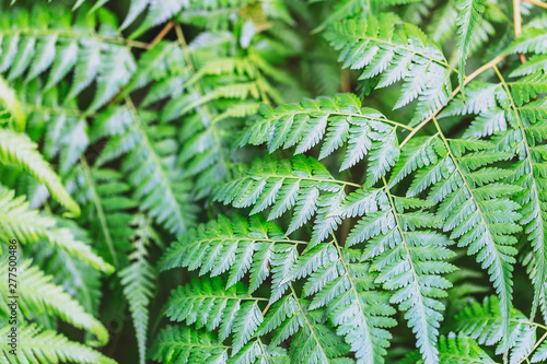 A Beautiful fern leaves background. Greenery background