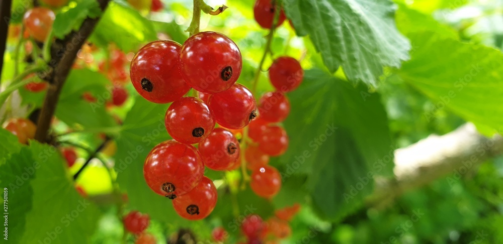 Red currant berries. Bush red currant in the close-up Red currant berries. Bush red currant in the close-up