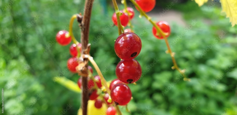 Red currant berries. Bush red currant in the close-up - obrazy, fototapety, plakaty 