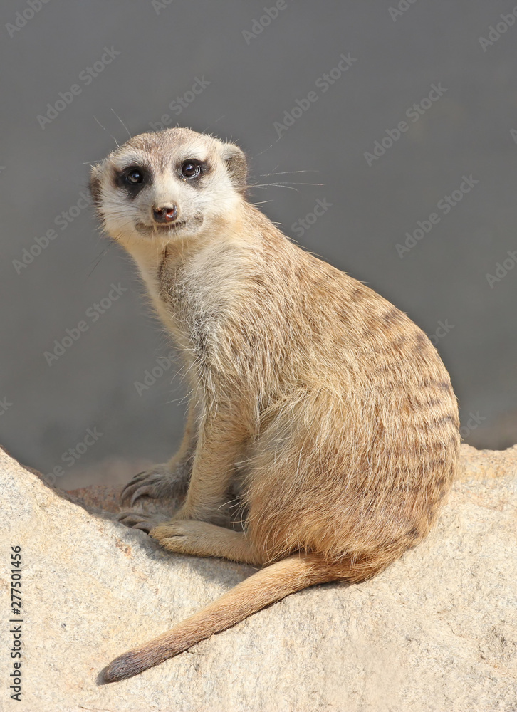 Fototapeta premium sitting meerkat suricata suricatta on the rock