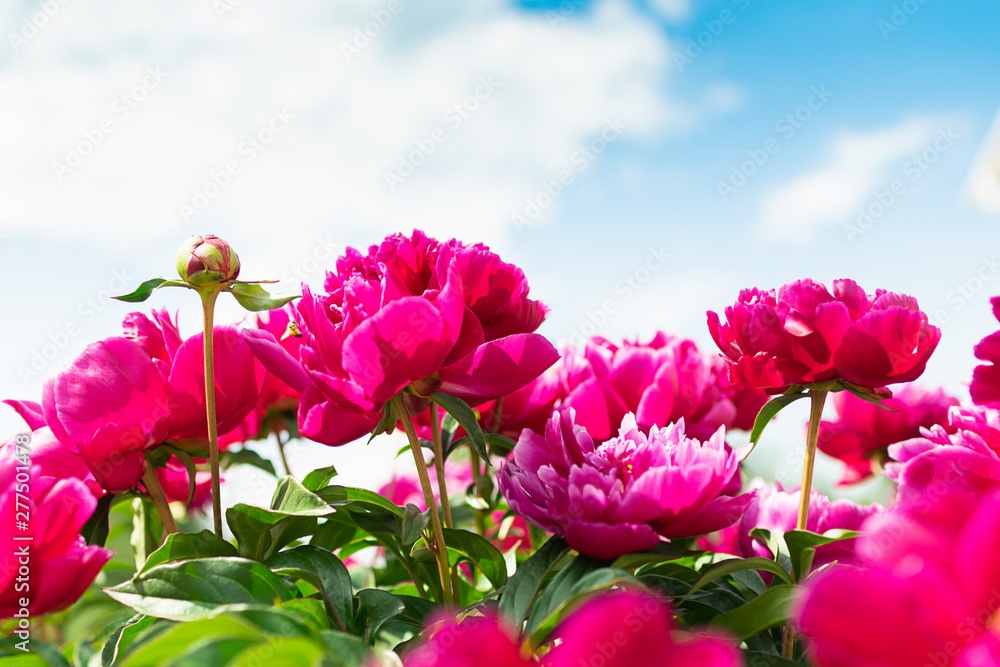 Pink peonies bush in the garden against the blue sky. Fresh flowers background. Horizontal frame