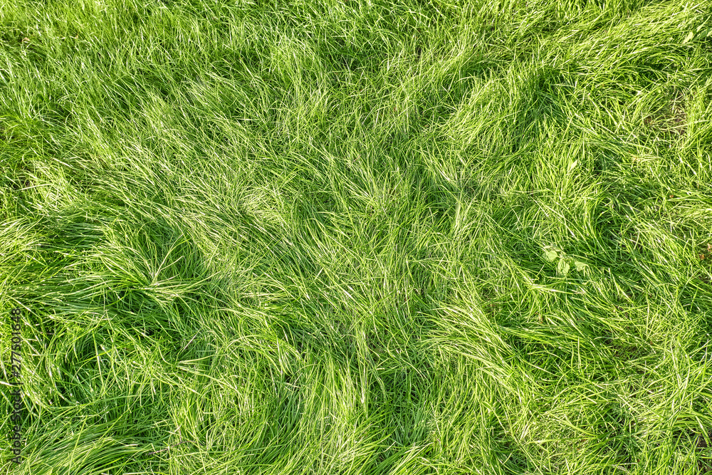 green grass landscape pattern background top down view of lawn meadow  texture for design natural color hi resolution photo for wallpaper design  template Stock Photo | Adobe Stock