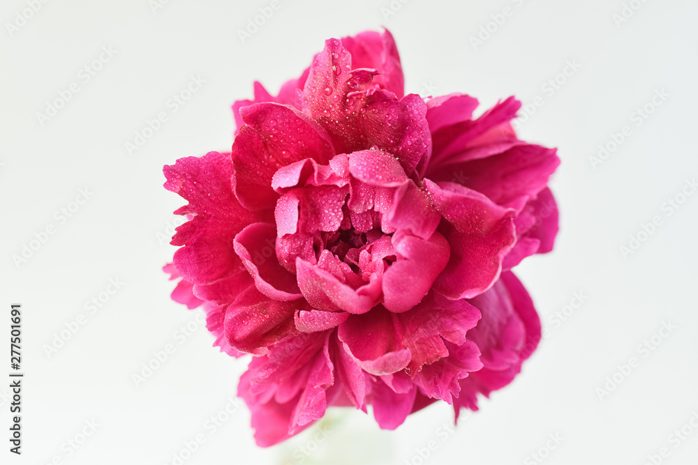 Peony pink color close-up on a white background. Fresh flowers isolate. Selective focus. Copy space. Peony pink color close-up on a white background. Fresh flowers isolate. Selective focus. Copy space.