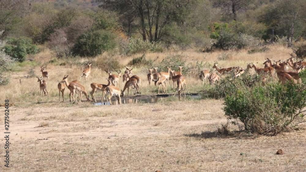 Group of impala's or antilopes in the national kruger park, south africa Group of impala's or antilopes in the national kruger park, south africa
