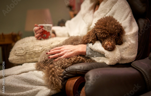 Photos A miniature poodle lying down on their owners lap
