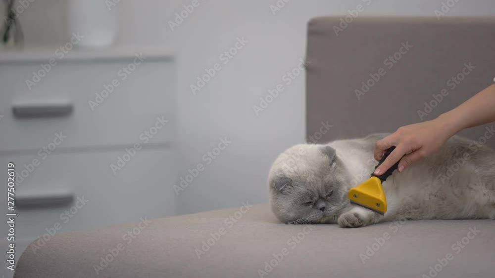Hand combing cat with special deshedding tool, pet care at moulting season Hand combing cat with special deshedding tool, pet care at moulting season