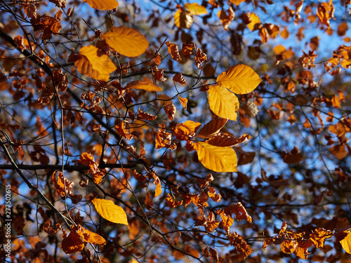 Sunlight on autumn golden leaves agains a blue sky.