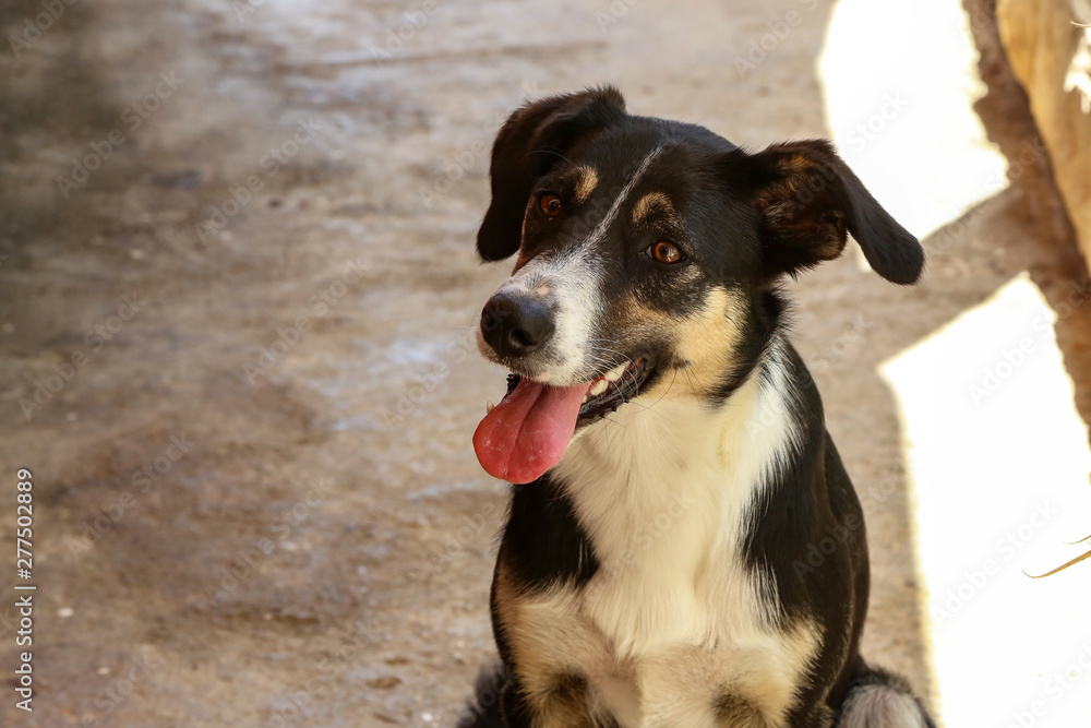 The dog looks at its owner faithfully The dog looks at its owner faithfully