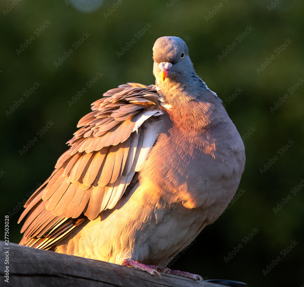 Beautiful pigeon with ruffled feathers basking in the sun, perched Beautiful pigeon with ruffled feathers basking in the sun, perched